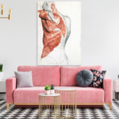 人間の解剖学;胴体と肩の筋肉 キャンバスプリント (インサイチュ (リビング))