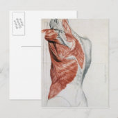 人間の解剖学;胴体と肩の筋肉 ポストカード (正面/裏面)