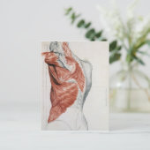 人間の解剖学;胴体と肩の筋肉 ポストカード (スタンド正面)