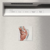 人間の解剖学；胴体と肩の筋肉 マグネット (インサイチュ (食洗機))