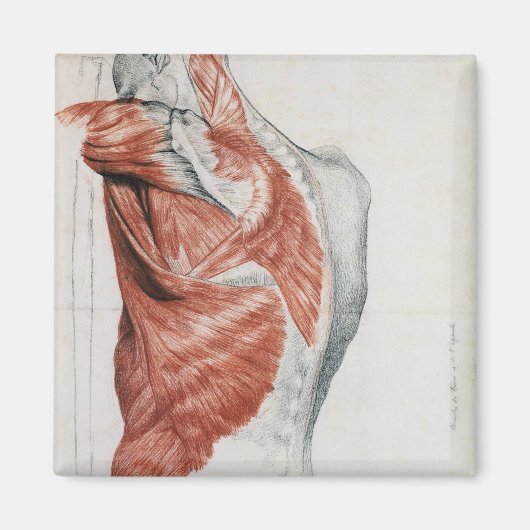 人間の解剖学；胴体と肩の筋肉 マグネット (正面)