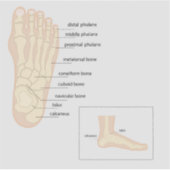 人間の足 シール (正面)