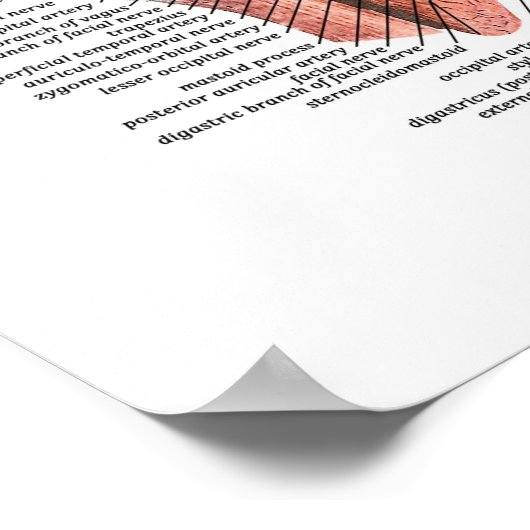 人間の顔と頭 ポスター (角)