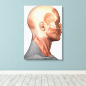 人間の顔筋肉の解剖学的側面 キャンバスプリント (インサイチュ (ウッドフロア))