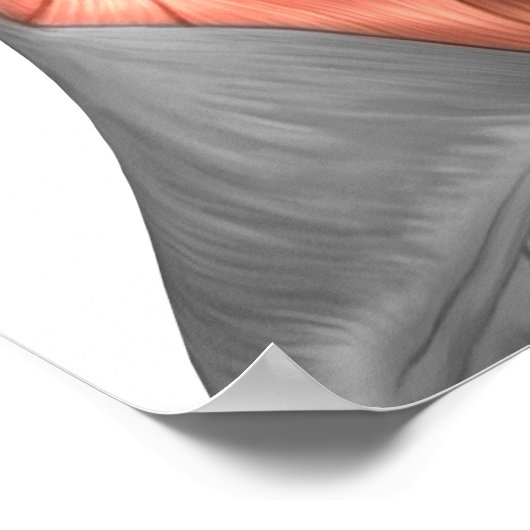 人間の顔筋肉の解剖学的側面 ポスター (角)