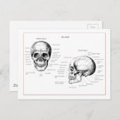 人間の骨スカル ポストカード (正面/裏面)