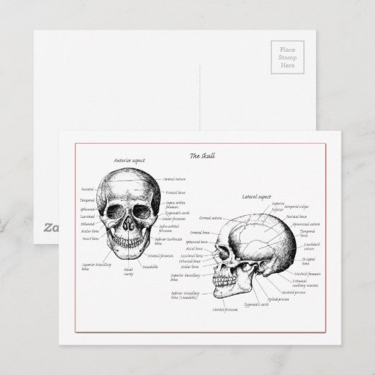 人間の骨スカル ポストカード (正面/裏面)