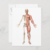 人間の骨格と筋肉のシステム、フロント ポストカード (正面/裏面)