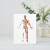 人間の骨格と筋肉のシステム、フロント ポストカード (スタンド正面)