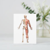 人間の骨格と筋肉のシステム、背中 ポストカード (スタンド正面)