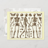 人間の骨格の科学的イラストレーション ポストカード (正面/裏面)