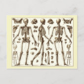 人間の骨格の科学的イラストレーション ポストカード (正面)