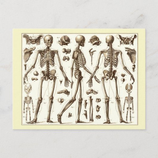 人間の骨格の科学的イラストレーション ポストカード (正面)