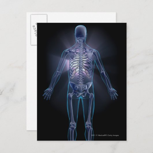 人間の骨格の背面 ポストカード (正面/裏面)