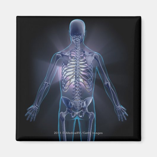 人間の骨格の背面 マグネット (正面)