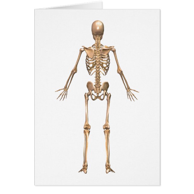 人間の骨格システム、バックビュー (正面)