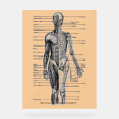 「人間の骨格図」 アクリルサイン (正面)