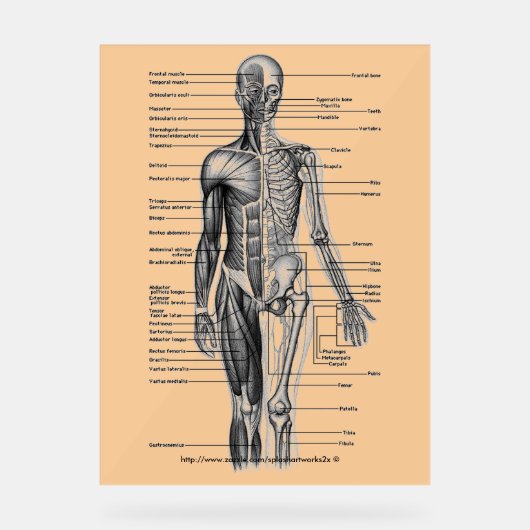 「人間の骨格図」 アクリルサイン (正面)