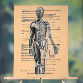「人間の骨格図」 アクリルサイン (ニュートラル)