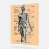 「人間の骨格図」 アクリルサイン (傾斜)