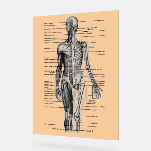 「人間の骨格図」 アクリルサイン (傾斜)