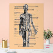 「人間の骨格図」 アクリルサイン (ウェディング)