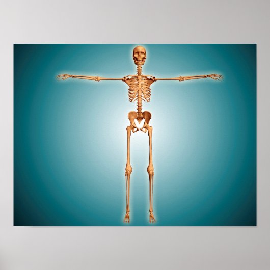人間の骨格系の正面 ポスター (正面)
