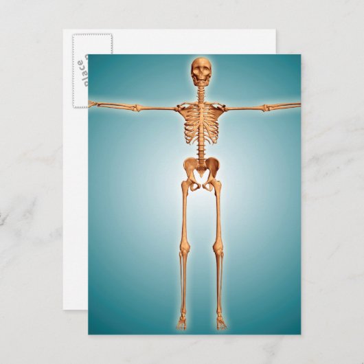 人間の骨格系の正面 ポストカード (正面/裏面)