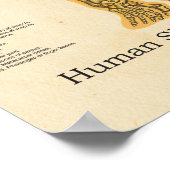 人間の骨格解剖の骨チャート女性 ポスター (角)