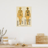 人間の骨格解剖の骨チャート女性 ポスター (キッチン)