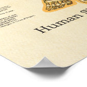 人間の骨格解剖の骨チャート女性 ポスター (角)