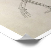 人間の骨格：しゃがむ姿勢の側面像 ポスター (角)