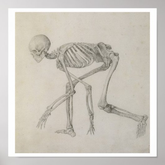 人間の骨格：しゃがむ姿勢の側面像 ポスター (正面)