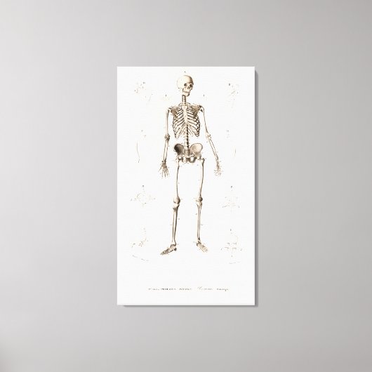 人間の骨格 キャンバスプリント (正面)