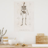 人間の骨格 ポスター (キッチン)
