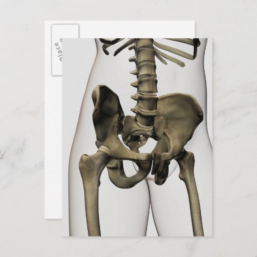 人間の骨盤の骨の3次元像 ポストカード (正面/裏面)
