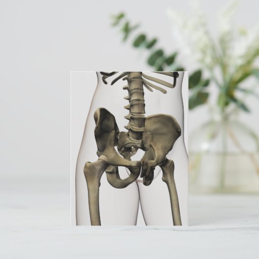 人間の骨盤の骨の3次元像 ポストカード (スタンド正面)