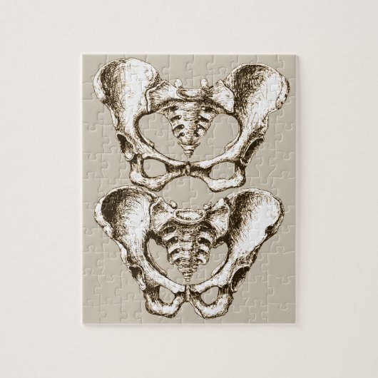 人間の骨盤の骨 ジグソーパズル (縦)