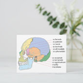 人間スカルの骨名チャート ポストカード (スタンド正面)