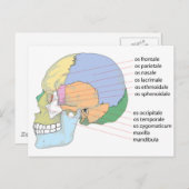 人間スカルの骨名チャート ポストカード (正面/裏面)