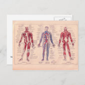 人間フランスのヴィンテージ体図 ポストカード (正面/裏面)