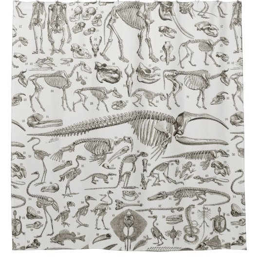 人間及び動物の骨のヴィンテージのイラストレーション シャワーカーテン (正面)