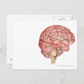 人間描写の脳のリアリスティック ポストカード (正面/裏面)