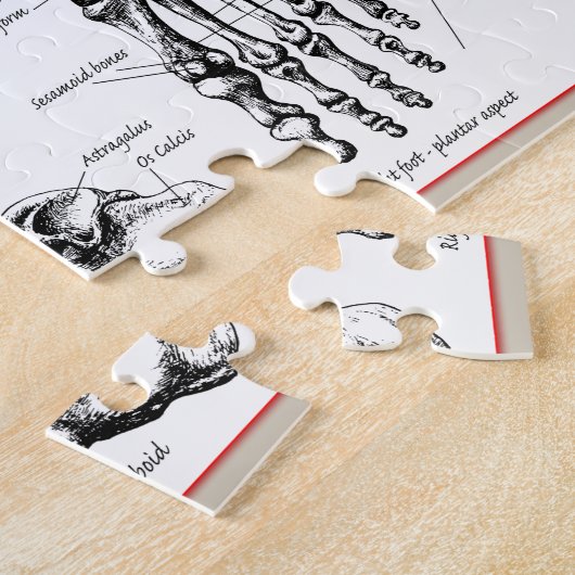 人間足の骨 ジグソーパズル (側面)