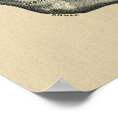 人顎解剖学1902ヴィンテージプリント ポスター (角)