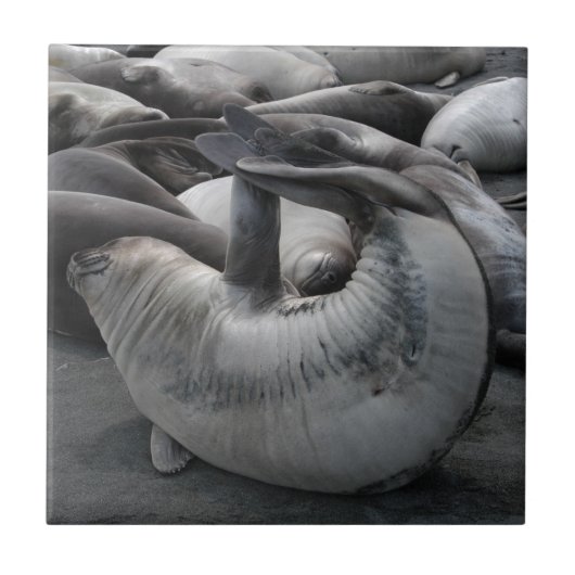 人魚のシール-タイル タイル (正面)