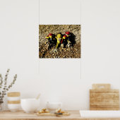 人魚のダニと海賊のポスター ポスター (キッチン)