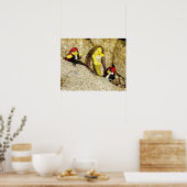 人魚のダニと海賊のポスター ポスター (キッチン)