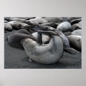 人魚の封印（ポスター） ポスター (正面)