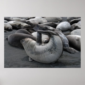 人魚の封印（ポスター） ポスター